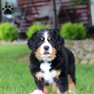 Sadie, Bernese Mountain Dog Puppy